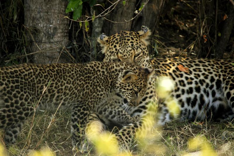 Mis días de safari en Uganda, Kenia y Zanzíbar.. Os lo intento contar - Blogs de Africa Este y Centro - Día completo en el Mara.. qué sitio tan impresionante.. (20)