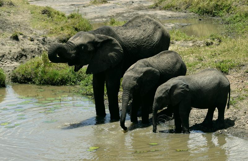 Mis días de safari en Uganda, Kenia y Zanzíbar.. Os lo intento contar - Blogs de Africa Este y Centro - Día completo en el Mara.. qué sitio tan impresionante.. (10)