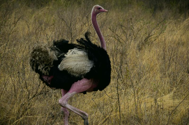 Mis días de safari en Uganda, Kenia y Zanzíbar.. Os lo intento contar - Blogs de Africa Este y Centro - Recorremos Masai Mara de un extremo a otro.. ¡Qué lugar! (5)
