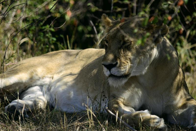 Mis días de safari en Uganda, Kenia y Zanzíbar.. Os lo intento contar - Blogs de Africa Este y Centro - Día completo en el Mara.. qué sitio tan impresionante.. (5)
