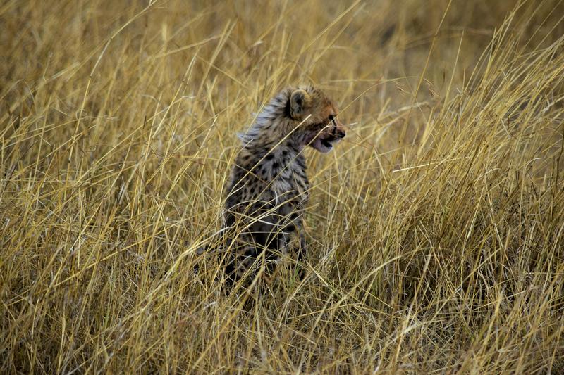 Mis días de safari en Uganda, Kenia y Zanzíbar.. Os lo intento contar - Blogs de Africa Este y Centro - Día completo en el Mara.. qué sitio tan impresionante.. (17)