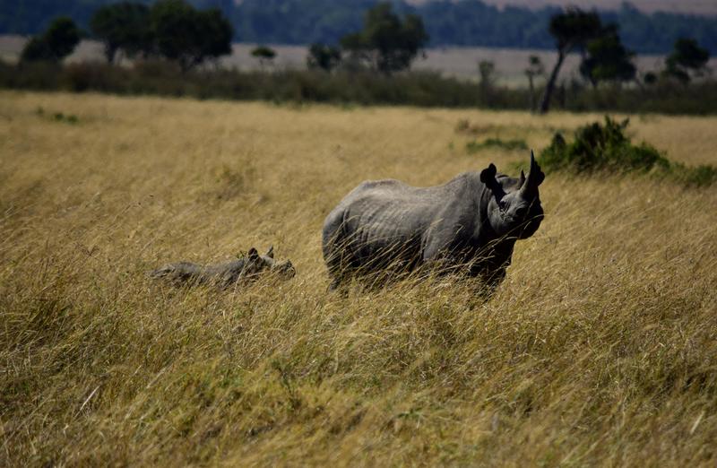 Mis días de safari en Uganda, Kenia y Zanzíbar.. Os lo intento contar - Blogs de Africa Este y Centro - Nuestra pequeña versión del cruce (5)