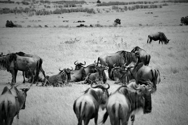 Mis días de safari en Uganda, Kenia y Zanzíbar.. Os lo intento contar - Blogs de Africa Este y Centro - Recorremos Masai Mara de un extremo a otro.. ¡Qué lugar! (14)