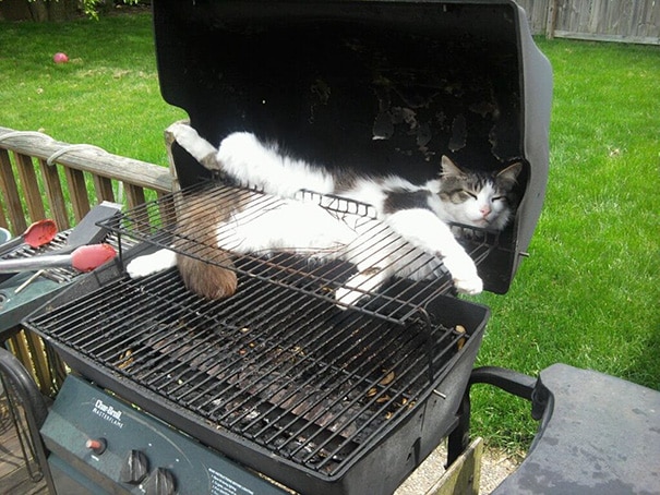 18_gatto_dorme_nel_barbecue