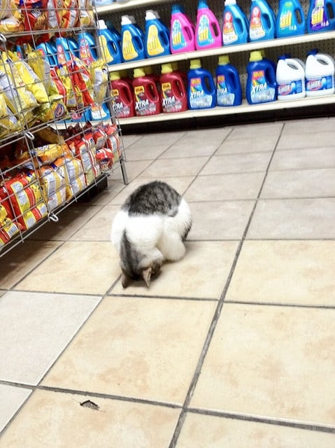 9_gatto_dorme_al_supermercato