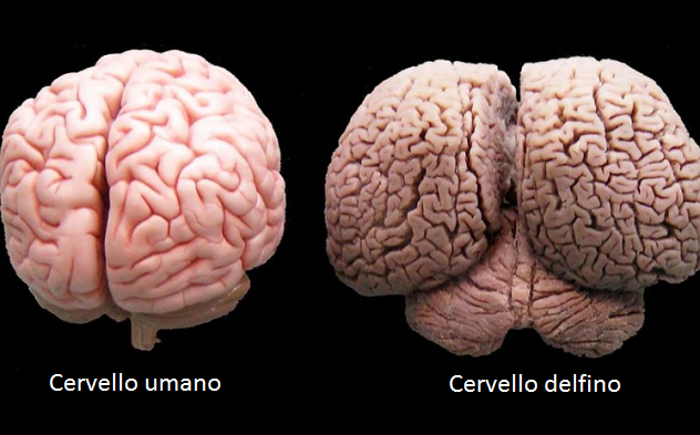 Cervello_umano_e_cervello_delfino