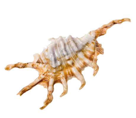 Lambis Spider Conch